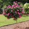 Pink Knock Out® Rose Tree 1 Pink Knock Out® Rose Tree -Plant Seed Store Pink Knockout Rose Tree FGT 600x600 04388905 db60 4ebf 8baa 6e25185dab4b