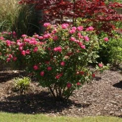 Double Pink Knock Out® Rose -Plant Seed Store Pink Knockout Shrub 3