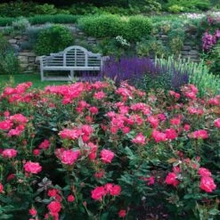 Double Pink Knock Out® Rose -Plant Seed Store Pink Knockout Shrub 6