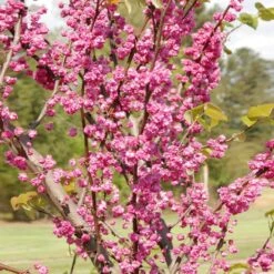 'Pink Pom Poms' Redbud Tree 8 'Pink Pom Poms' Redbud Tree -Plant Seed Store Pink Pom Pom Redbud 2