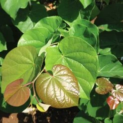 'Pink Pom Poms' Redbud Tree 10 'Pink Pom Poms' Redbud Tree -Plant Seed Store Pink Pom Pom Redbud 4