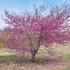 'Pink Pom Poms' Redbud Tree 9 'Pink Pom Poms' Redbud Tree -Plant Seed Store Pink Pom Pom Redbud 5