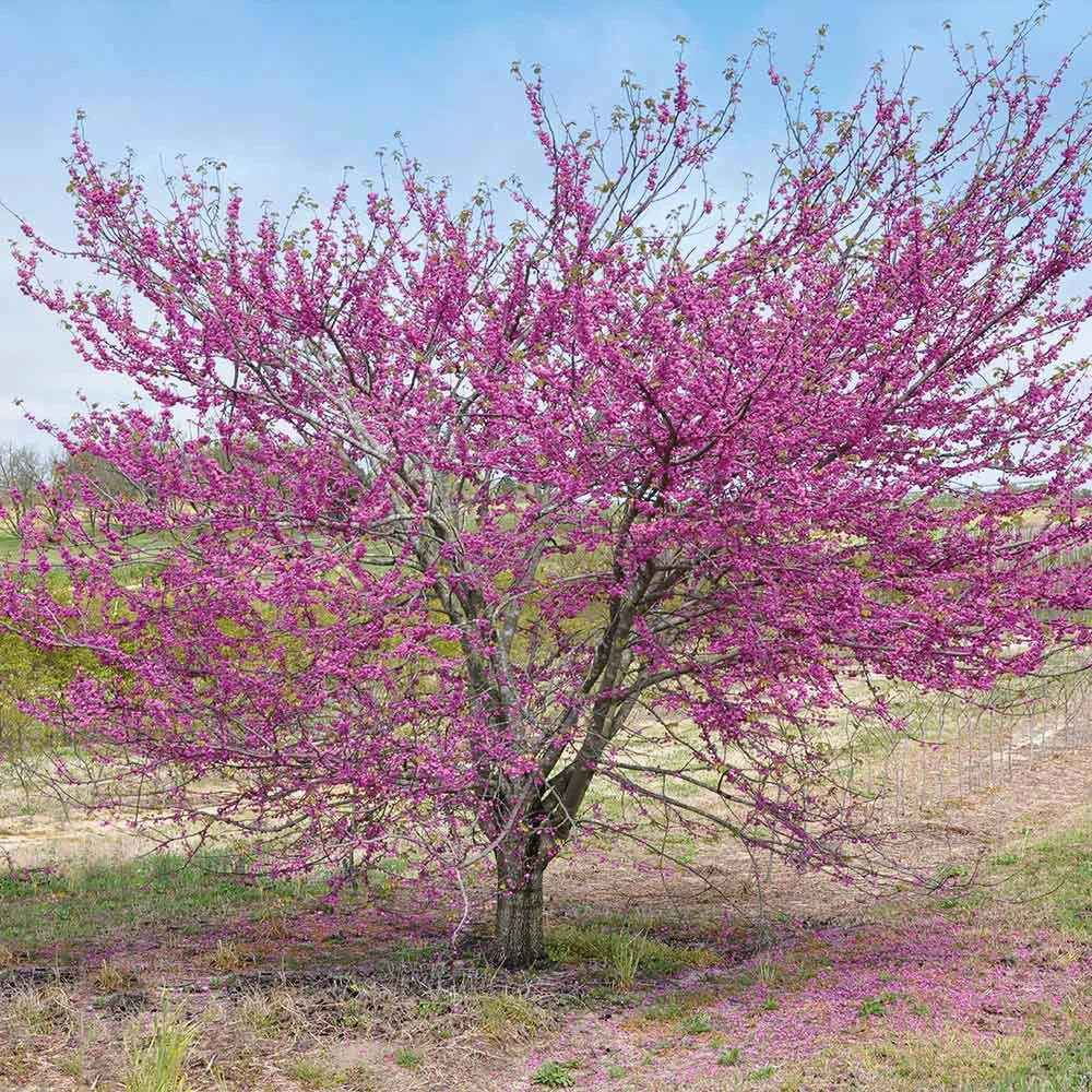 'Pink Pom Poms' Redbud Tree 5 'Pink Pom Poms' Redbud Tree - Image 4