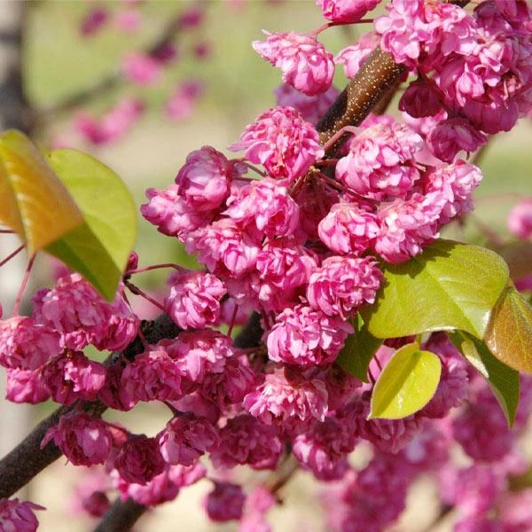 'Pink Pom Poms' Redbud Tree 2 'Pink Pom Poms' Redbud Tree