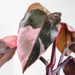 Pink Princess Philodendron -Plant Seed Store Pink Princess 2