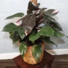 Pink Princess Philodendron -Plant Seed Store Pink Princess 600x600 250cf36f 165f 48f1 a254 60f5f1fe3bd0