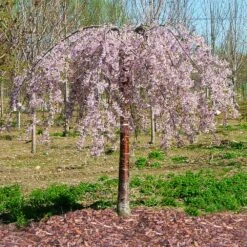 Pink Snow Showers™ Weeping Cherry Tree -Plant Seed Store Pink Snow Showers Flowering Chery 1