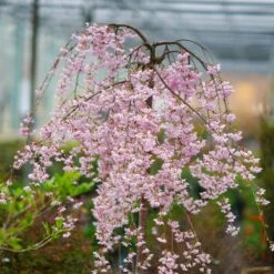 Pink Snow Showers™ Weeping Cherry Tree -Plant Seed Store Pink Snow Showers Flowering Chery 2