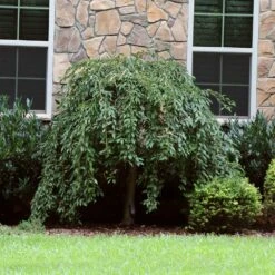 Pink Snow Showers™ Weeping Cherry Tree -Plant Seed Store Pink Snow Showers Flowering Chery 4