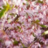 Pink Snow Showers™ Weeping Cherry Tree -Plant Seed Store Pink Snow Showers Flowering Chery 600x600 45472791 766f 4e6f 88c6 4e5396c43109