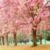 Pink Trumpet Tree -Plant Seed Store Pink Trumpet Tree FGT 600x600 b4fc9047 e008 4d29 a18a bf0065a30e03