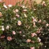 Pink-A-Boo® Camellia Shrub -Plant Seed Store Pink a Boo camellia 600x600 3883eb6d a151 4440 aa86 e2f1f3b3294b