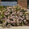 Pinkie Indian Hawthorn Shrub -Plant Seed Store Pink indian Hawthorn FGT 600x600 b037c8ee 072c 4901 9102 ad473234d9c8