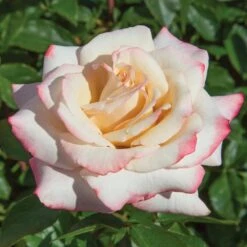 Pinkerbelle™ Rose -Plant Seed Store Pinkerbelle Rose 1 FGT