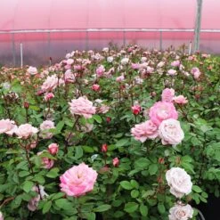 Pinkerbelle™ Rose -Plant Seed Store Pinkerbelle Rose 4