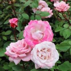 Pinkerbelle™ Rose -Plant Seed Store Pinkerbelle Rose 5