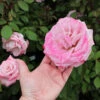 Pinkerbelle™ Rose 1 Pinkerbelle™ Rose -Plant Seed Store Pinkerbelle Rose FGT 600x600 be6e8406 d8dc 4685 a65d fbdcdd122191