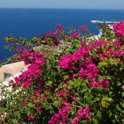 Pink Pixie Bougainvillea -Plant Seed Store Pixie Pink BOugainv illea FGT 3