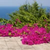 Pink Pixie Bougainvillea 1 Pink Pixie Bougainvillea -Plant Seed Store Pixie Pink BOugainvillea FGT 600x6004 b15a7a11 8d12 4e58 a9fe 00bf0e9b4685