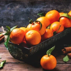 Pixie Mandarin Tree -Plant Seed Store Pixie Mandarin Tree 3