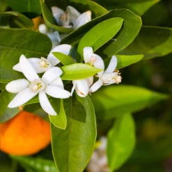 Pixie Mandarin Tree -Plant Seed Store Pixie Mandarin Tree 6