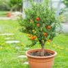 Pixie Mandarin Tree -Plant Seed Store Pixie Mandarin Tree FGT 600x600 e99a8ce9 e0fd 4891 bcec f674402f83e1