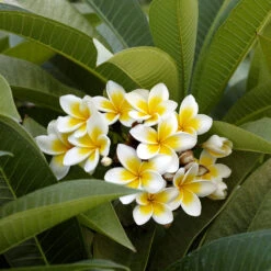 Plumeria -Plant Seed Store Plumeria white