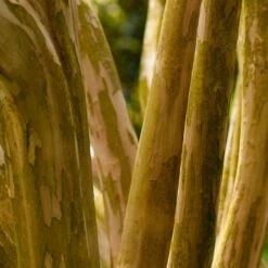 Pink Velour Crape Myrtle 15 Pink Velour Crape Myrtle -Plant Seed Store Pnk Velour Crape Myrtle