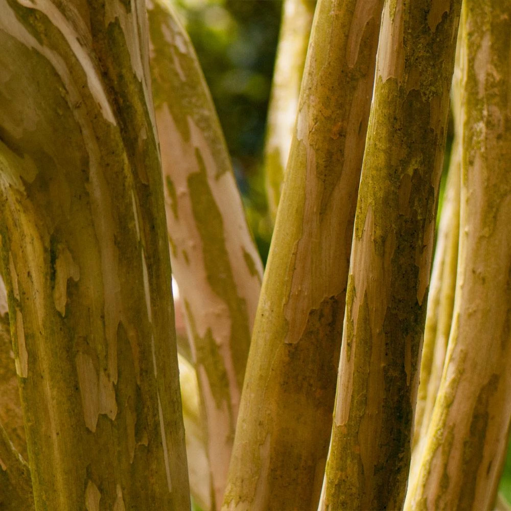 Pink Velour Crape Myrtle 9 Pink Velour Crape Myrtle - Image 7