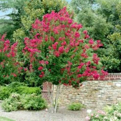 Pink Velour Crape Myrtle 13 Pink Velour Crape Myrtle -Plant Seed Store Pnk Velour Crape Myrtle 4 FGT