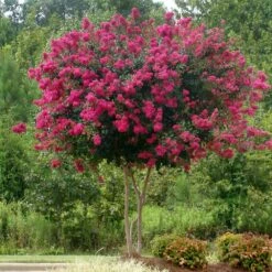 Pink Velour Crape Myrtle 11 Pink Velour Crape Myrtle -Plant Seed Store Pnk Velour Crape Myrtle 5 FGT