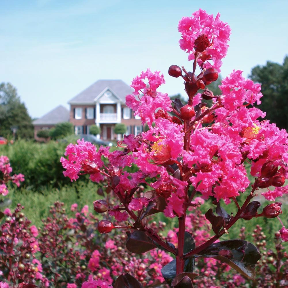 Pink Velour Crape Myrtle 6 Pink Velour Crape Myrtle - Image 4