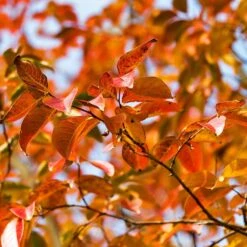 Pink Velour Crape Myrtle 14 Pink Velour Crape Myrtle -Plant Seed Store Pnk Velour Crape Myrtle 8