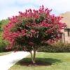Pink Velour Crape Myrtle -Plant Seed Store Pnk Velour Crape Myrtle FGT 600x600 b03142bb 2ee6 41eb 8c3b 61824ffc7733