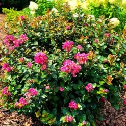 Pocomoke Crape Myrtle 10 Pocomoke Crape Myrtle -Plant Seed Store Pocomoke Crape myrtle 2