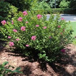 Pocomoke Crape Myrtle 9 Pocomoke Crape Myrtle -Plant Seed Store Pokomoke 1