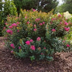 Pocomoke Crape Myrtle 11 Pocomoke Crape Myrtle -Plant Seed Store Pokomoke 3