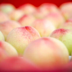 Polly Peach Tree -Plant Seed Store Polly Peach 2