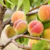 Polly Peach Tree -Plant Seed Store Polly Peach FGT 600x600 1