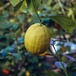 Ponderosa Lemon Bush -Plant Seed Store Ponderosa Lemon 3