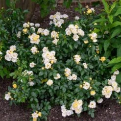 Popcorn Drift® Rose -Plant Seed Store Popcorn Drift Rose 3