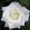 Pope John Paul II Rose Shrub 1 Pope John Paul II Rose Shrub -Plant Seed Store Pope John Paul Rose FGT 600x600 0c0da3d4 5c1d 47bc 9e25 5c58543e2d88