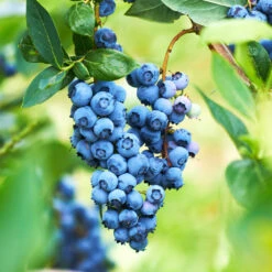 Powderblue Blueberry - USDA Organic 10 Powderblue Blueberry - USDA Organic -Plant Seed Store Powderblue BLueberry 1 c93adce7 c2b0 44b5 bb3c 13f22e77109c