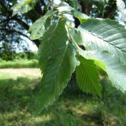 Prairie Expedition® Elm Tree -Plant Seed Store Prairie Expedition Elm 2