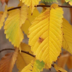 Prairie Expedition® Elm Tree -Plant Seed Store Prairie Expedition Elm 3