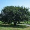 Prairie Expedition® Elm Tree 1 Prairie Expedition® Elm Tree -Plant Seed Store Prairie Expedition Elm FGT 600x600 c746e7fe 4ee2 4b9c ba34 fb285d23b7a7