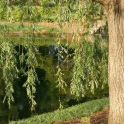 Prairie Cascade Weeping Willow -Plant Seed Store Prarie Cascade Willow 2
