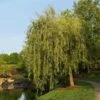 Prairie Cascade Weeping Willow -Plant Seed Store Prarie Cascade Willow FGT 600x600 7781f277 3593 4f36 9a81 fb90dfbb8fc4