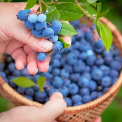 Premier Blueberry Bush - USDA Organic -Plant Seed Store Premier Blueberry 1 85badbab 42c7 4bae a67e 24ceb6e42e65