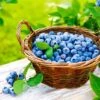 Premier Blueberry Bush 1 Premier Blueberry Bush -Plant Seed Store Premier Blueberry 600x600 81222a0b 1bde 454d 9d06 073d3e507fc7